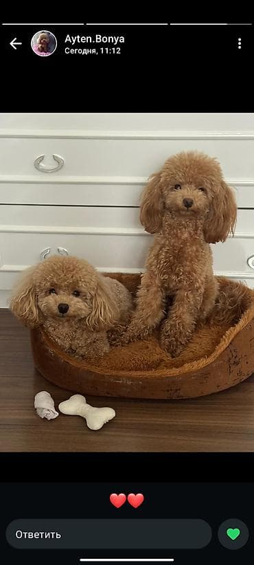 pitbul bala: Pudel, 2 ay, Dişi, Peyvəndli, Ünvandan götürmə — 2