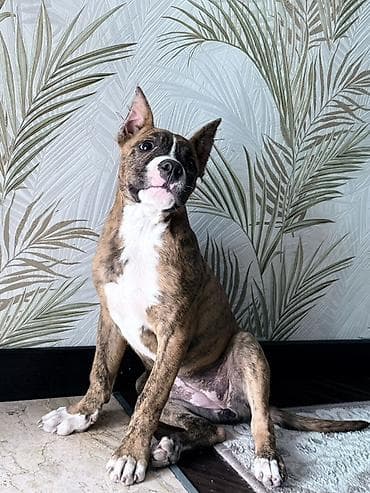 Pitbul, 3 ay, Dişi, Peyvəndli