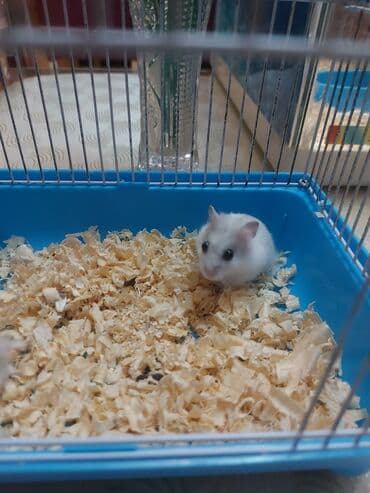 енот в баку купить: Грызуны — 3