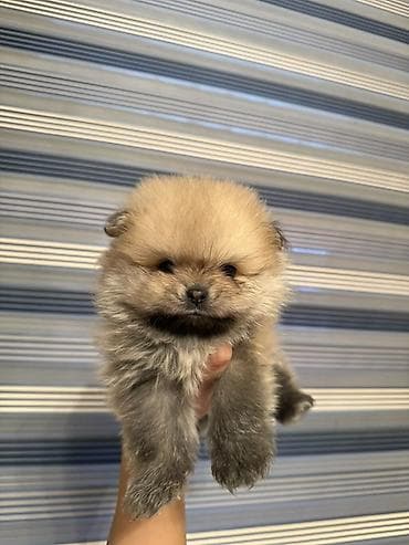 Quşlar: Şpitz — 4