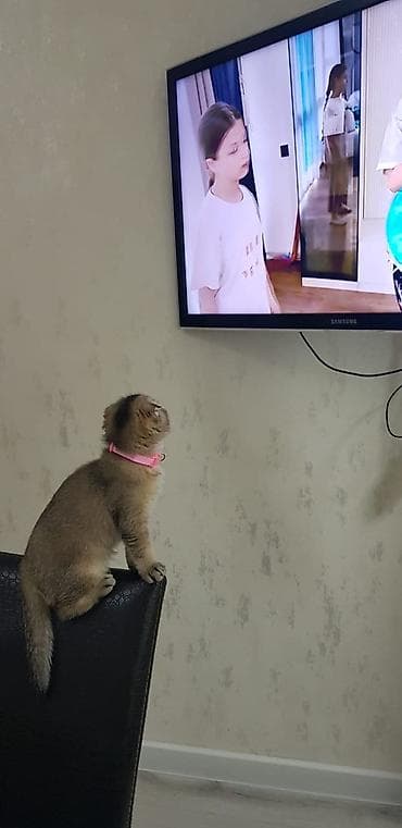 sotland pişik: Qızıl şinşilla, Dişi, Yaxşı əllərə, Ünvandan götürmə — 3