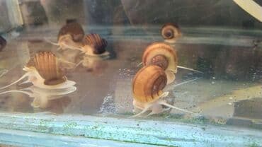 dib balıqları: Quppi, Sülhsevər — 3