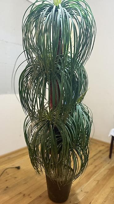 Nolina (Beaucarnea recurvata) – “Fil ayağı” dekorativ otaq bitkisi - — 1