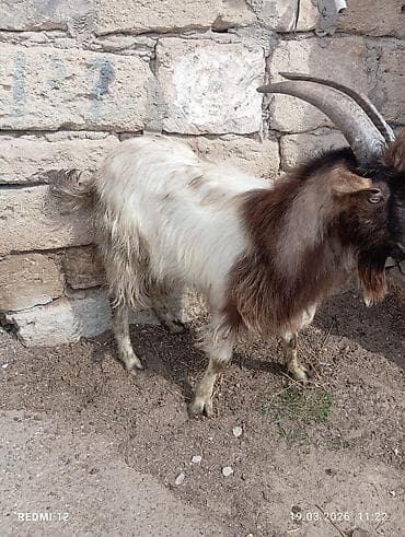 alabay sekilleri: Boz-qəhvəyi rəngli, uzun buynuzlu yerli keçi - Cins: yerli (mix) - — 10