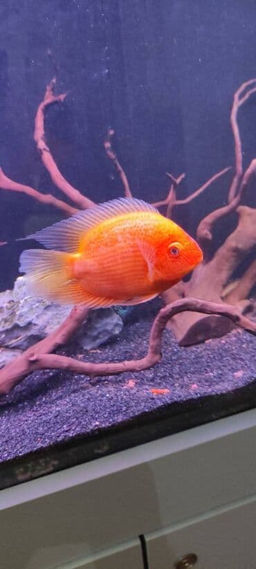 baliq toru: Cixlid balığı — 2