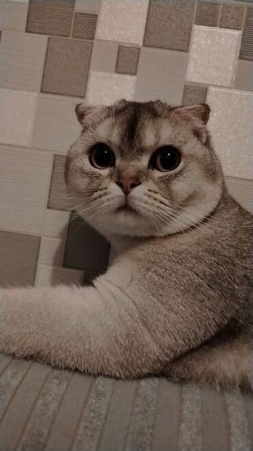 İtlər: Şotland yastı qulaq — 2