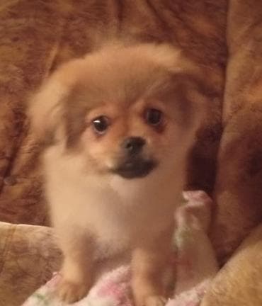 pitbul ıt: Şpitz — 1