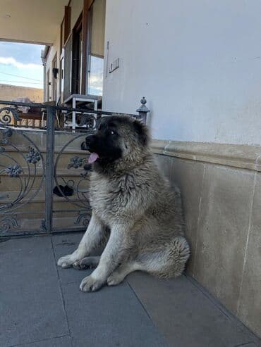 bu iti: Qafqaz çoban iti, Erkek — 9