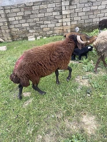 balaca meymun satisi: Mor karaman erkey 1 yaş 4 ayliq heyvan surmeyine soz ola bilmez — 2