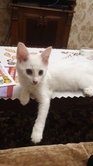 etibarli ellere it verilir: Van, Dişi — 3