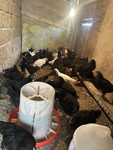 cuca: Toyuq, Australorp, Damazlıq — 6
