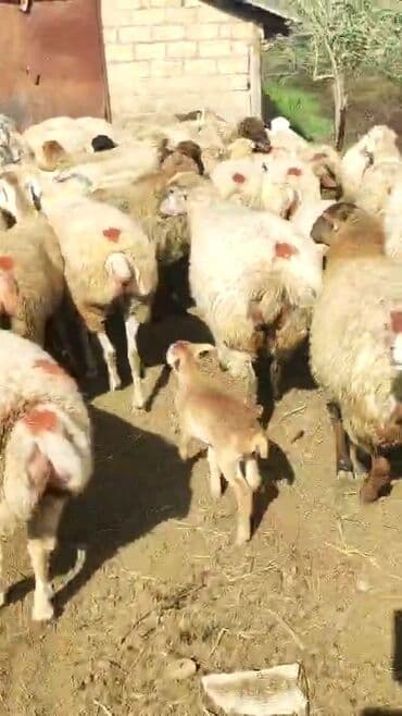 bakida cins ineklerin satisi: Dişi, il: 1, 50 kq, Damazlıq, Ünvandan götürmə — 7