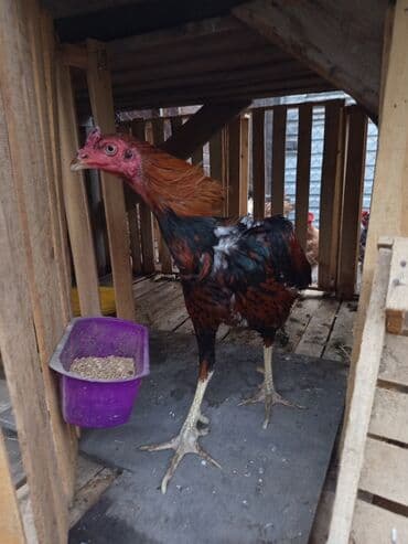 linqorin toyuqlar: Xoruz, il: 1 — 3