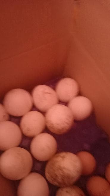 essek sekilleri: Məhsul: Təbii qaz yumurtaları (ördək yumurtası) Təsvir: - Şəkillərdə — 3