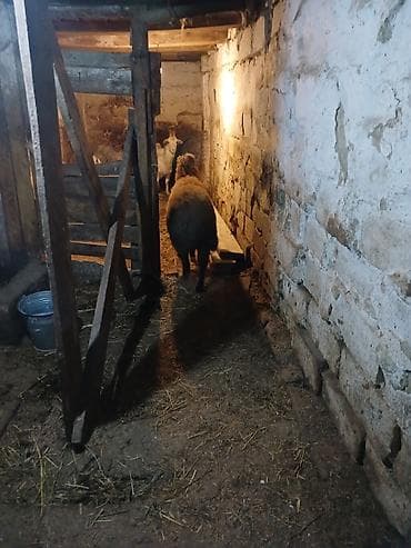 bezekli qoyun sekilleri: Kök quzu — 2