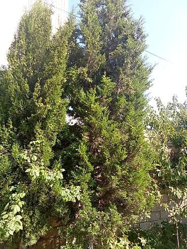 Yolka agaclari tecılı satılır 50manata - Növ: həmişəyaşıl iynəyarpaq