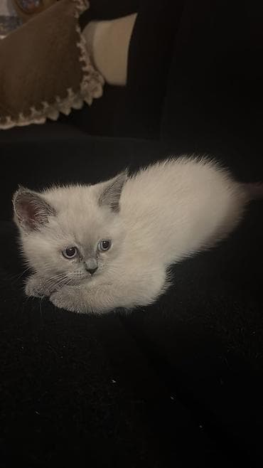 pişik sekilleri: Şinşilla, Dişi — 4