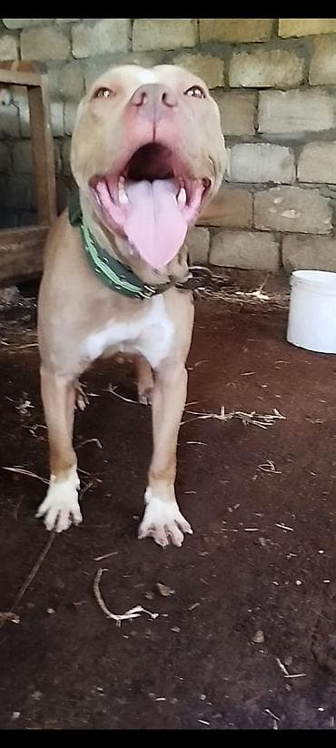 it satisi: Pitbul, 2 il, Dişi, Ünvandan götürmə — 4