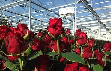 ucuz darvaza: Salam hollad qizil gullerimiz yeniden geldi bir ededi 5 azn dir köklü — 2