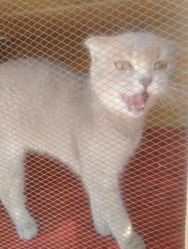 pişik çantasi: Boz rəngdə ev pişikləri - Növ: ev pişiyi (qısa tüklü, boz/gümüşü rəng — 8