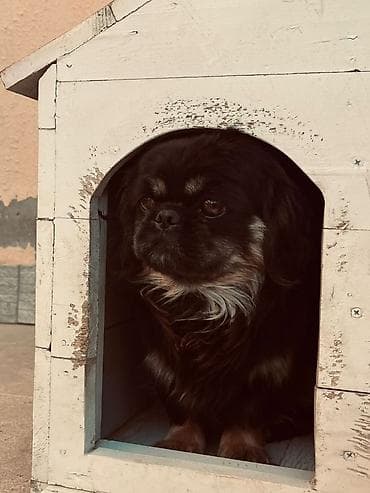 itlerin cutlesdirilmesi: Pekines — 3