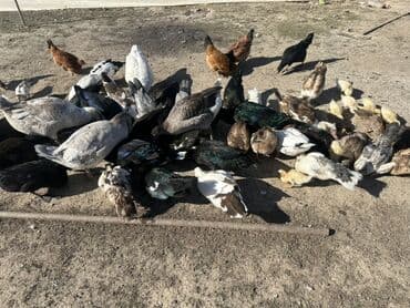 kuban ördek: Salam Aleykum Satılır Ördək Qaz Ördək Cücəsi Toyoq 36 Ədəd Lal Ördək — 14