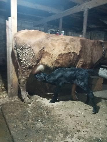 Inək satılır 1ci balasıdır balası dişidi inək 3 məsindən 8l süd verir