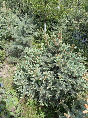 dibcək gulləri ev gulleri ve adlari: Hərkəsə salam😀 Quba ərazisində krimlovski şam ağaclarının topdan və — 8