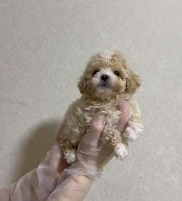 ит мурун: 3 месяца, Самка, С прививками, Самовывоз — 1