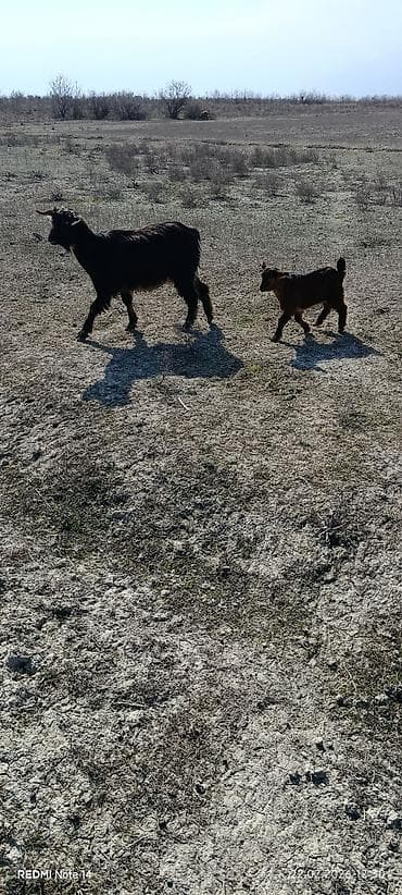 Keçilər, çəpişlər: 10 balalı keçidi 8-zi birinci ikinci qarın doğmuş keçilərdi 2-si — 5