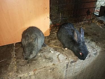 cucə yemi: Məhsul: Dovşanlar (balalar) Təsvir: - Şəkillərdə müxtəlif sayda — 1