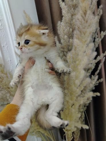 С/х животные и товары: Шотландская — 9