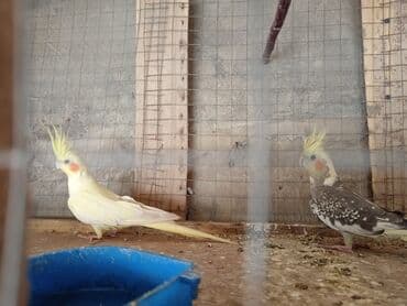 cuce qefes: Nimfalari (Cockatiel) cütü - Növ: Nimfa tutuquşusu (Nymphicus — 2