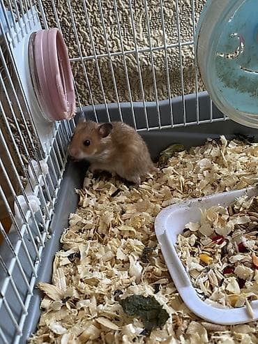 ev qus: Hamster – balaca, mehriban ev heyvanı PULSUZ VERİLİR 4ədəd baladır — 2