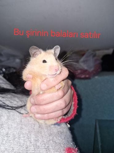 K/t heyvanları və malları: Hamster balaları satılır - Növ: Suriya (Suriya hamsteri/“Syrian — 2