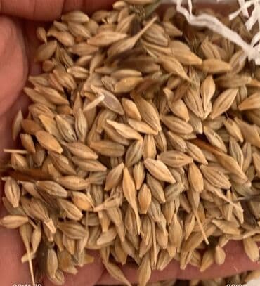 Arpa hazir mesoklarda satilir