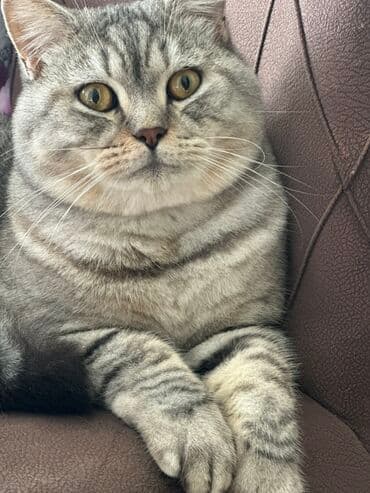 pişik cütləşdirmək: Britan — 2