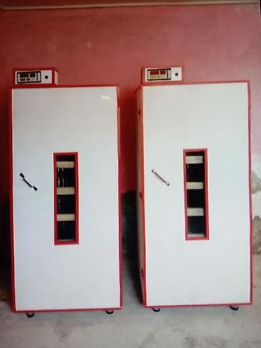 İnkubator 1000 yumurtalıq zakasla yigilir çıxış faizi 85-90 fayizi