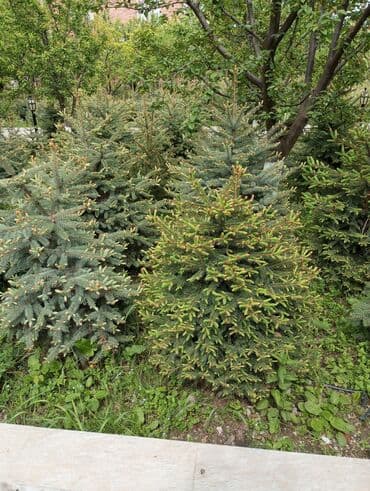 dibcək gulləri ev gulleri ve adlari: Hərkəsə salam😀 Quba ərazisində krimlovski şam ağaclarının topdan və — 16