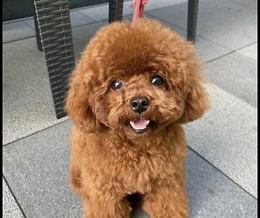 heyvan satişi: Pudel, 7 ay, Dişi, Peyvəndli, Pulsuz çatdırılma — 3