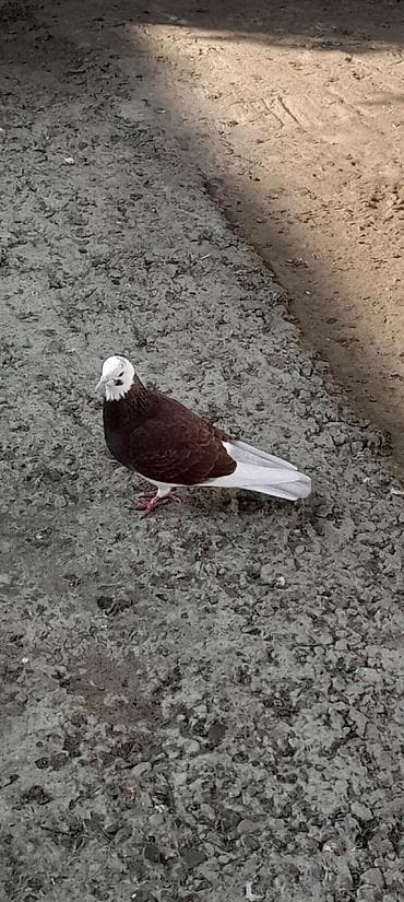 Qirmizi agbas maya 15 azn unvan Qaradag