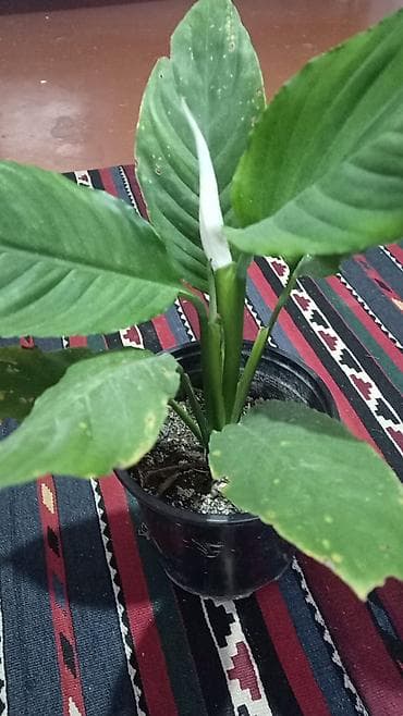 turşu: Spathiphyllum (Sülh zanbağı) – otaq bitkisi - Növ: Spathiphyllum, ağ — 1