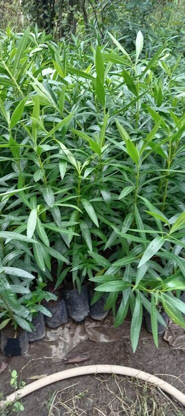 Çöl bitkiləri: Aliandıra Cox sayda alana endirim olacaq — 5