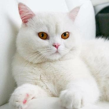 heyvan dermanlari: Britan — 2