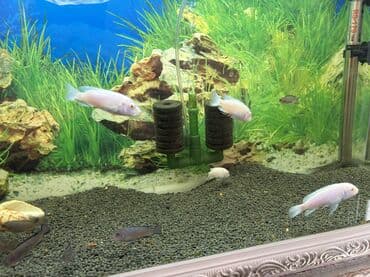 balıq qulağı satışı: Cixlid balığı, Yırtıcı, Ödənişli çatdırılma, Ünvandan götürmə — 2