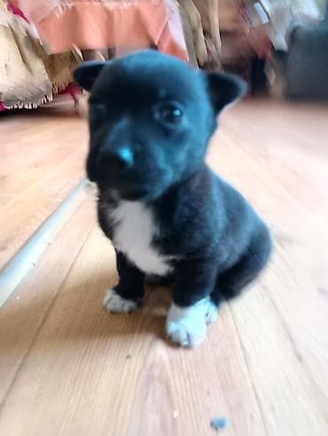 cao cao iti: Zvonok, 1 ay, Erkek, Ünvandan götürmə — 9