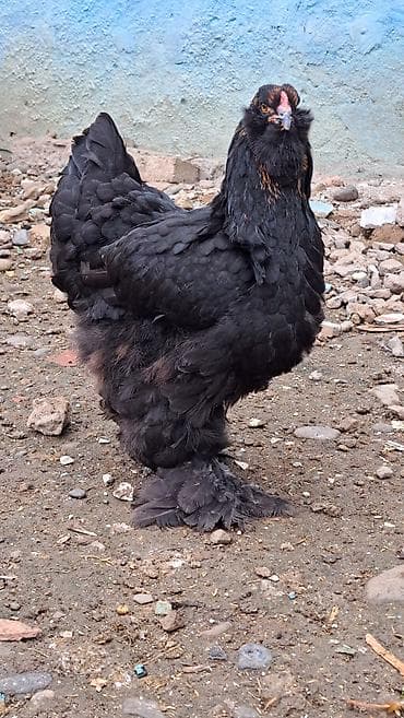 quslar type 1: Brama yumurtası təzə və mayalı 1-ədədi 1-manat 50-qəpik çatırılma olar — 6