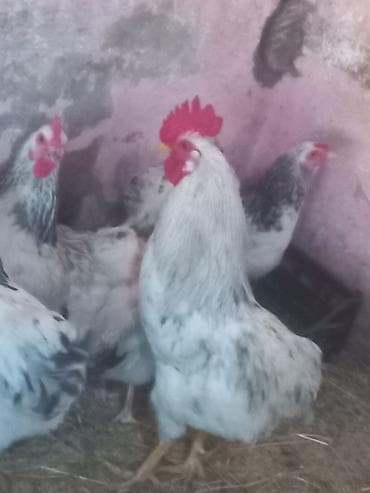 toyuqlar satilir: Toyuq, Brama, Yumurtalıq, Ödənişli çatdırılma — 3