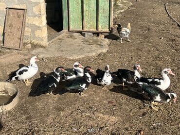 Inəklər, öküzlər: Lal ördek Musk ördəkləri (indoutka) – qarışıq rənglərdə (qara-ağ — 1