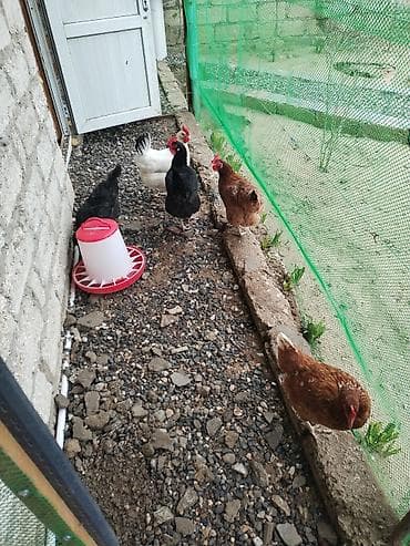 kənd toyuqları: Toyuq, Yumurtalıq — 3